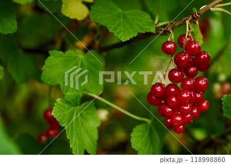 Branch of ripe red currant in a home garden Branch of ripe red currant in a home garden 118998860