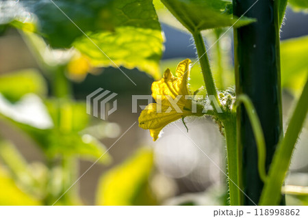 朝日と胡瓜の花 朝日と胡瓜の花 118998862