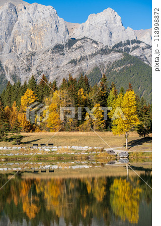 Yellow autumn leaves forest reflected on the water. Canadian Rockies fall scenery in Quarry Lake, Canmore, Alberta, Canada. Yellow autumn leaves forest reflected on the water. Canadian Rockies fall scenery in Quarry Lake, Canmore, Alberta, Canada. 118998872