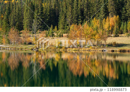 Yellow autumn leaves forest reflected on the water. Canadian Rockies fall scenery in Quarry Lake, Canmore, Alberta, Canada. 118998873