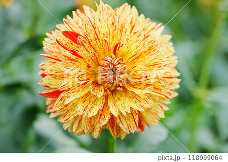 ダリアのクローズアップ写真 118999064