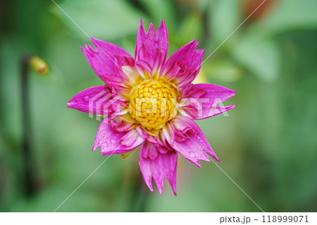 ダリアのクローズアップ写真 118999071