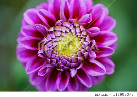 ダリアのクローズアップ写真 ダリアのクローズアップ写真 118999075