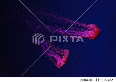 Two fluorescent jellyfish swimming underwater aquarium pool with red neon light. Two fluorescent jellyfish swimming underwater aquarium pool with red neon light. 118999382