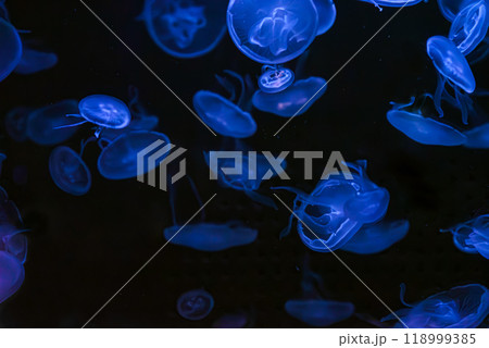 Fluorescent atlantic moon jellyfish swimming underwater aquarium pool with neon light. 118999385