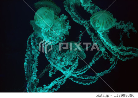 Group of Jellifish South american sea nettle, Chrysaora plocamia swimming in aquarium Group of Jellifish South american sea nettle, Chrysaora plocamia swimming in aquarium 118999386