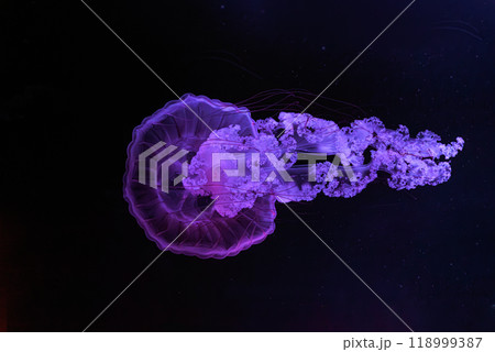 Two Jellifish South american sea nettle, Chrysaora plocamia swimming in aquarium with illumination 118999387
