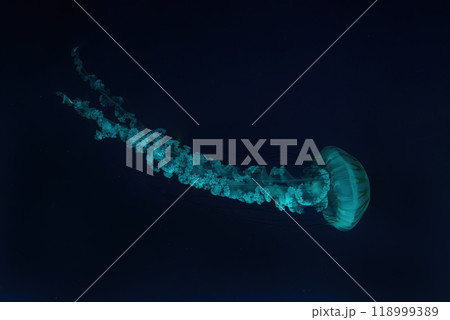 Jellifish South american sea nettle, Chrysaora plocamia swimming in aquarium with green illumination 118999389