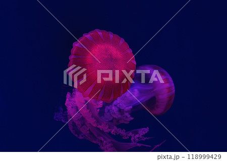 Two Jellifish South american sea nettle, Chrysaora plocamia swimming in aquarium with illumination Two Jellifish South american sea nettle, Chrysaora plocamia swimming in aquarium with illumination 118999429