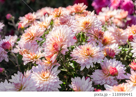 Fresh bright pink chrysanthemums bushes in autumn garden 118999441