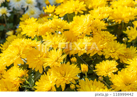 Fresh bright blooming yellow chrysanthemums flowers in autumn garden outside in sunny day 118999442