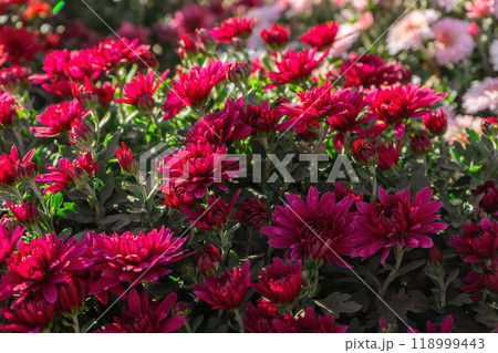 Fresh bright blooming red chrysanthemums flowers in autumn garden outside in sunny day 118999443