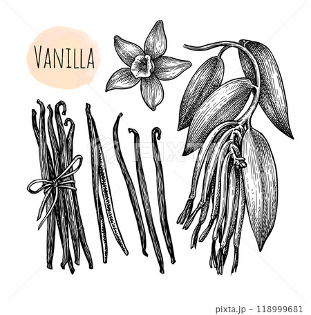 Vanilla flower, branch and dried beans. Vanilla flower, branch and dried beans. 118999681