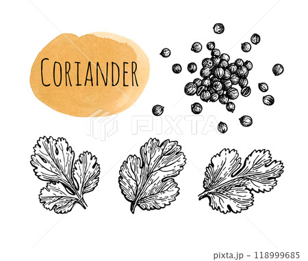 Coriander ink sketch. Coriander ink sketch. 118999685