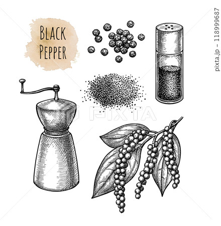 Black pepper ink sketch. 118999687