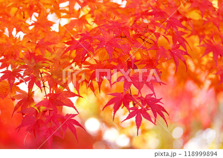 もみじの紅葉 もみじの紅葉 118999894