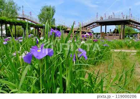 水郷潮来あやめ園　茨城県 119000206