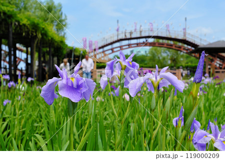 水郷潮来あやめ園 茨城県 水郷潮来あやめ園 茨城県 119000209