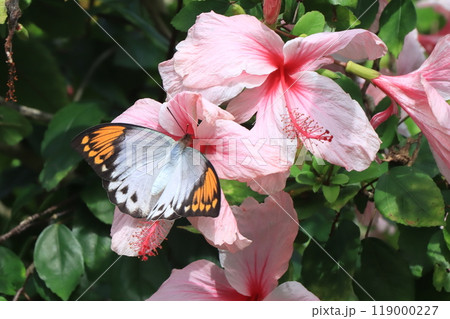 花を訪れる ツマベニチョウ♀ メス 花を訪れる ツマベニチョウ♀ メス 119000227