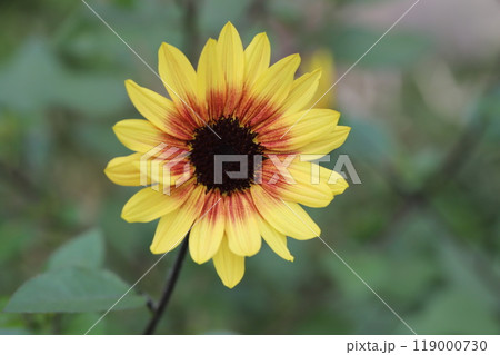 秋の庭に咲くルドベキアの花 秋の庭に咲くルドベキアの花 119000730