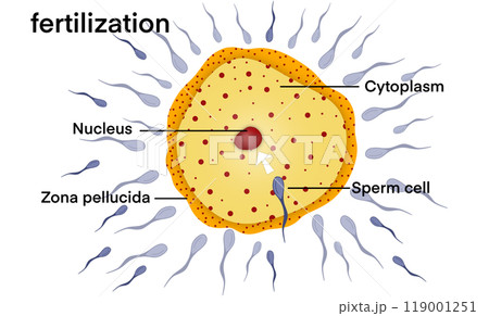 biological illustration depicting the process of fertilization, sperm cell approaching, making contact with an egg, nucleus, zona pellucida, cytoplasm of egg, with multiple sperm cells surrounding egg biological illustration depicting the process of fertilization, sperm cell approaching, making contact with an egg, nucleus, zona pellucida, cytoplasm of egg, with multiple sperm cells surrounding egg 119001251