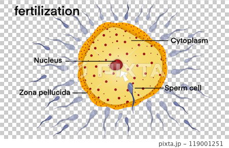 biological illustration depicting the process of fertilization, sperm cell approaching, making contact with an egg, nucleus, zona pellucida, cytoplasm of egg, with multiple sperm cells surrounding egg biological illustration depicting the process of fertilization, sperm cell approaching, making contact with an egg, nucleus, zona pellucida, cytoplasm of egg, with multiple sperm cells surrounding egg 119001251
