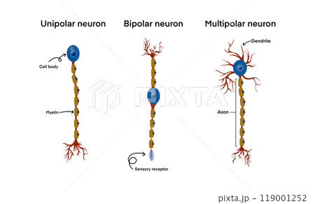 types of neurons, unipolar, bipolar, and multipolar neurons, including key parts like the cell body, myelin, axon, dendrites, sensory receptor, biology education, medical studies focusing types of neurons, unipolar, bipolar, and multipolar neurons, including key parts like the cell body, myelin, axon, dendrites, sensory receptor, biology education, medical studies focusing 119001252