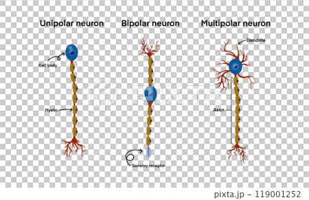 types of neurons, unipolar, bipolar, and multipolar neurons, including key parts like the cell body, myelin, axon, dendrites, sensory receptor, biology education, medical studies focusing types of neurons, unipolar, bipolar, and multipolar neurons, including key parts like the cell body, myelin, axon, dendrites, sensory receptor, biology education, medical studies focusing 119001252