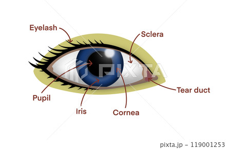 human eye, illustrating the major parts including the pupil, iris, cornea, sclera, eyelash, and tear duct, biology classes, anatomy studies, medical presentations, human eye anatomy human eye, illustrating the major parts including the pupil, iris, cornea, sclera, eyelash, and tear duct, biology classes, anatomy studies, medical presentations, human eye anatomy 119001253