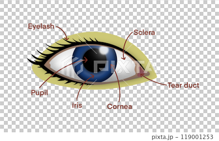 human eye, illustrating the major parts including the pupil, iris, cornea, sclera, eyelash, and tear duct, biology classes, anatomy studies, medical presentations, human eye anatomy human eye, illustrating the major parts including the pupil, iris, cornea, sclera, eyelash, and tear duct, biology classes, anatomy studies, medical presentations, human eye anatomy 119001253