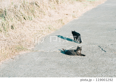 野良猫二匹と田舎の風景 119001292