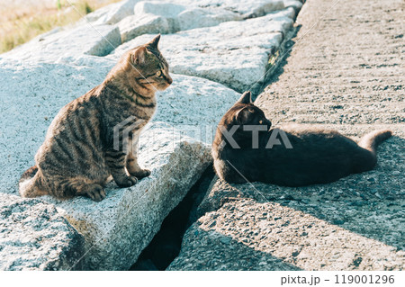 野良猫二匹と田舎の風景 野良猫二匹と田舎の風景 119001296
