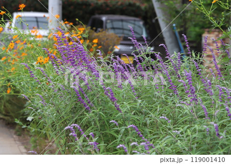 秋の庭に咲くサルビアレウカンサ（アメジストセージ）の紫色の花 119001410