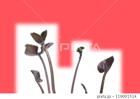 地球温暖化 イメージ( fix撮影 ) 地球温暖化 イメージ( fix撮影 ) 119001514