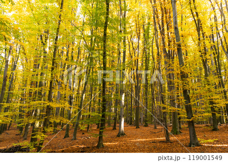 autumn nature. beautiful forest with yellow leaves. seasonal trees backdrop. natural beauty autumn nature. beautiful forest with yellow leaves. seasonal trees backdrop. natural beauty 119001549