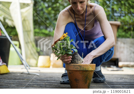 planting yellow flowers in a clay flower pot on a domestic wooden patio 119001621
