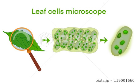 Leaf cells microscope magnification, plant leaf microscopic structure, Water plant leaf cells with chloroplasts, chlorophyll or chloroplast biotech, biological sun panels for electricity production 119001660