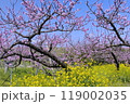 桃の花　菜の花 119002035