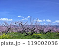 桃の花　菜の花 119002036