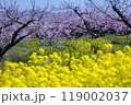 桃の花　菜の花 119002037