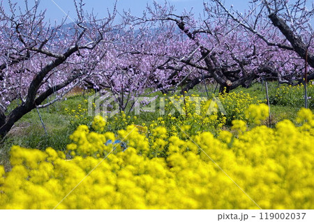 桃の花　菜の花 119002037