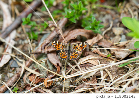 アカマダラ 119002145