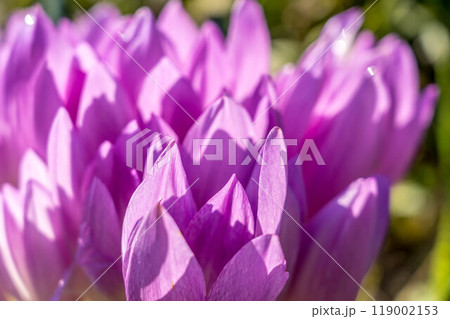 秋の陽ざしと美しいイヌサフランの花 119002153