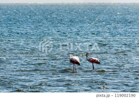 Flamingos near Walvis Bay Flamingos near Walvis Bay 119002190