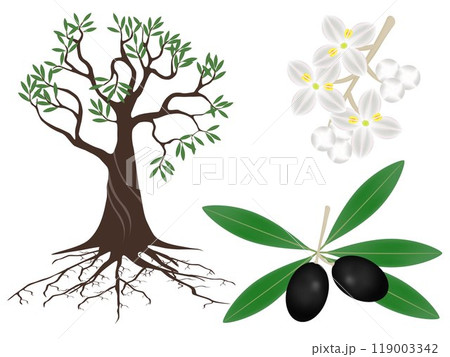 Part of a plant of olives on a white background. 119003342