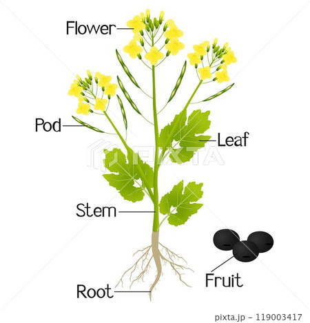 An illustration showing parts of a canola plant. 119003417
