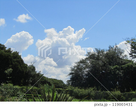花の美術館上空の青い空 花の美術館上空の青い空 119003431