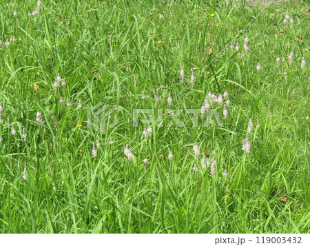 秋に咲く紫色の穂状の花はツルボの花 秋に咲く紫色の穂状の花はツルボの花 119003432