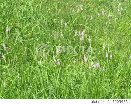 秋に咲く紫色の穂状の花はツルボの花 秋に咲く紫色の穂状の花はツルボの花 119003433
