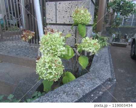 色の変化が楽しいアナベル紫陽花の花 色の変化が楽しいアナベル紫陽花の花 119003434